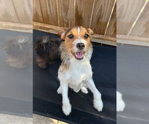 Border Terrier Dogs for adoption in Oak Bluffs, MA, USA