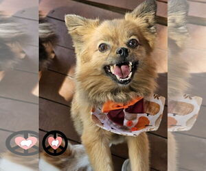 Pomeranian Dogs for adoption in Lebanon, PA, USA