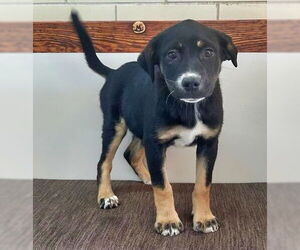 Labrottie Dogs for adoption in Minneapolis, MN, USA