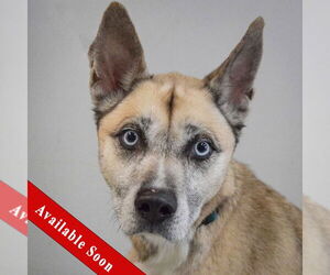 Labsky Dogs for adoption in Huntley, IL, USA