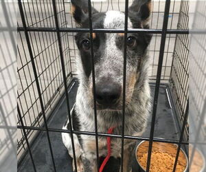 Mutt Dogs for adoption in Las Vegas, NV, USA
