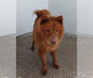 Chow Chow Dogs for adoption in Houston, TX, USA