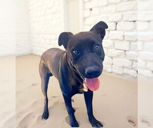 Labrador Retriever-Unknown Mix Dogs for adoption in Pasadena, CA, USA