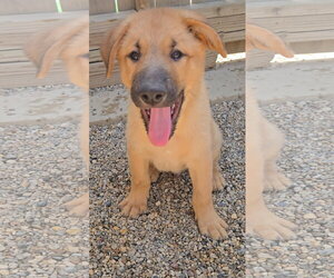 Mutt Dogs for adoption in Estherville, IA, USA