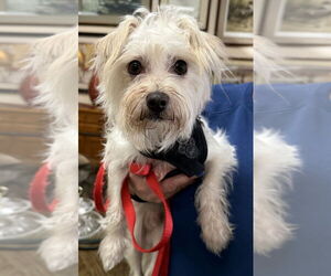 Mal-Shi Dogs for adoption in Mundelein, IL, USA