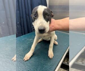 Bulldog-Unknown Mix Dogs for adoption in Mobile, AL, USA