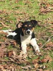 Jack Russell Terrier-Unknown Mix Dogs for adoption in Boston, MA, USA