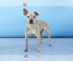 American Pit Bull Terrier Dogs for adoption in Pasadena, CA, USA