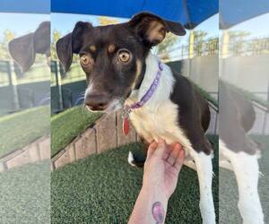 Chihuahua-Unknown Mix Dogs for adoption in Tempe , AZ, USA