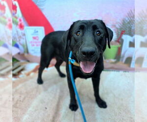 Labrador Retriever-Unknown Mix Dogs for adoption in Long Beach, CA, USA