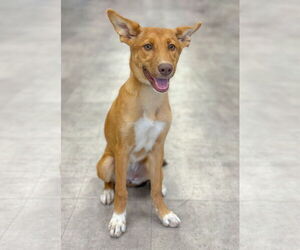 Mutt Dogs for adoption in PIPE CREEK, TX, USA