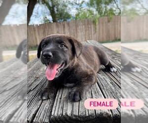 German Shepherd Dog-Unknown Mix Dogs for adoption in San Antonio, TX, USA