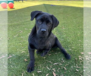 Labrador Retriever-Unknown Mix Dogs for adoption in Mooresville, NC, USA