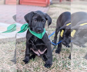 Labradoodle Dogs for adoption in SHERBURNE, NY, USA