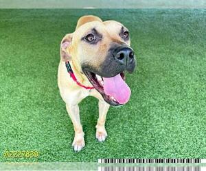 Black Mouth Cur Dogs for adoption in West Palm Beach, FL, USA