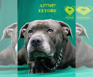 Mutt Dogs for adoption in Stockton, CA, USA