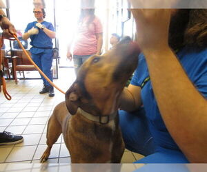 Black Mouth Cur-Unknown Mix Dogs for adoption in Ocala, FL, USA