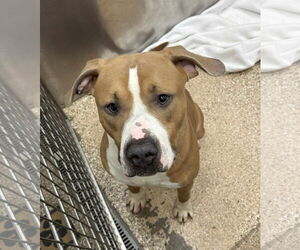 Mutt Dogs for adoption in Martinsburg, WV, USA