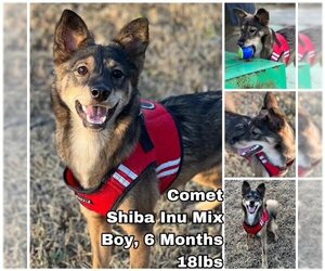 Medium Photo #1 Shiba Inu-Unknown Mix Puppy For Sale in Seattle, WA, USA