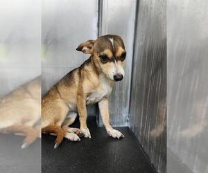 Chihuahua-Unknown Mix Dogs for adoption in San Antonio, TX, USA