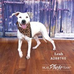 Dalmatian Dogs for adoption in Conroe, TX, USA