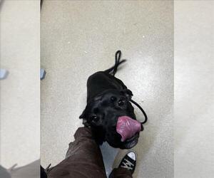 American Pit Bull Terrier-Unknown Mix Dogs for adoption in Fort Collins, CO, USA