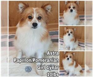Paperanian Dogs for adoption in Seattle, WA, USA