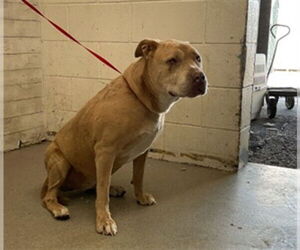 American Pit Bull Terrier Dogs for adoption in San Bernardino, CA, USA
