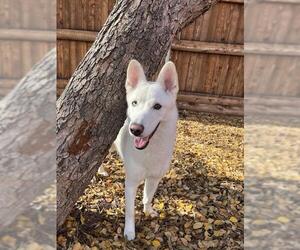 Siberian Husky-Unknown Mix Dogs for adoption in Plano, TX, USA