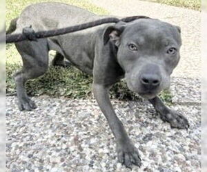 Medium Photo #2 Mutt Puppy For Sale in Houston, TX, USA