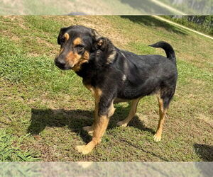 Mutt Dogs for adoption in Woodbury, NY, USA