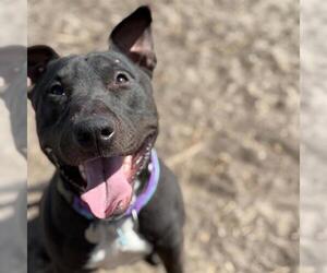 Bull Terrier-Unknown Mix Dogs for adoption in Aurora, CO, USA