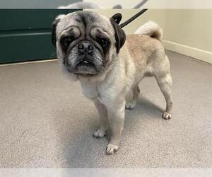 Pug Dogs for adoption in Pasadena, CA, USA