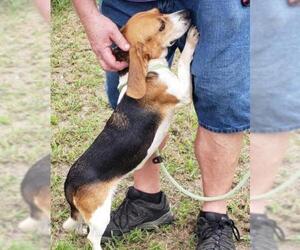 Beagle Dogs for adoption in Seaford, DE, USA
