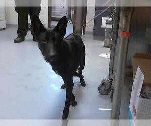 German Shepherd Dog-Unknown Mix Dogs for adoption in Fayetteville, NC, USA