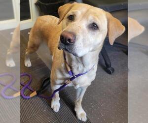 Labrador Retriever Dogs for adoption in West Valley, UT, USA