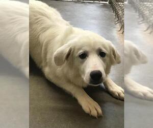 Great Pyrenees Dogs for adoption in Amarillo, TX, USA