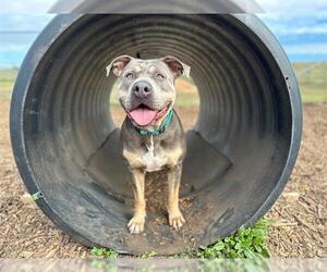 American Pit Bull Terrier Dogs for adoption in McKinleyville, CA, USA