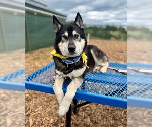 Gerberian Shepsky Dogs for adoption in Waterford, VA, USA