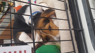 Beagle Dogs for adoption in Brooksville, FL, USA