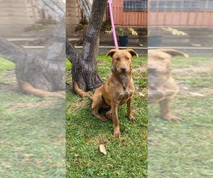 Labralas Dogs for adoption in El Cajon, CA, USA