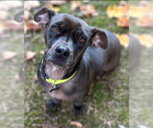 Medium Photo #13 Dachshund-Unknown Mix Puppy For Sale in Cranston, RI, USA