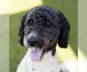 Mutt Dogs for adoption in Canton, CT, USA
