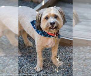 Lhasa-Poo Dogs for adoption in Anchorage, AK, USA