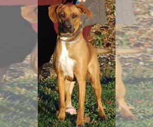 Black and Tan Coonhound-Labrador Retriever-Unknown Mix Dogs for adoption in Chesapeake City, MD, USA