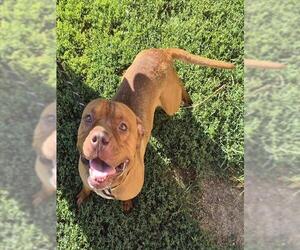 American Pit Bull Terrier Dogs for adoption in Decatur, IL, USA