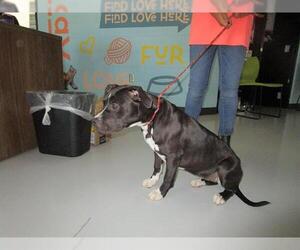 American Pit Bull Terrier-Unknown Mix Dogs for adoption in Temple, TX, USA
