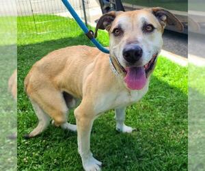 Labrador Retriever-Unknown Mix Dogs for adoption in Long Beach, CA, USA