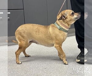 Chihuahua-Unknown Mix Dogs for adoption in Washington, DC, USA