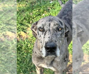 Great Dane Dogs for adoption in Bullard, TX, USA